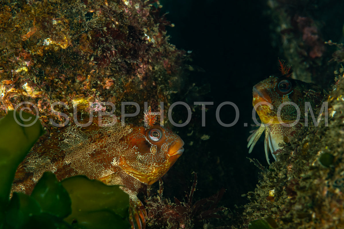 Photo de Blennie tachetée