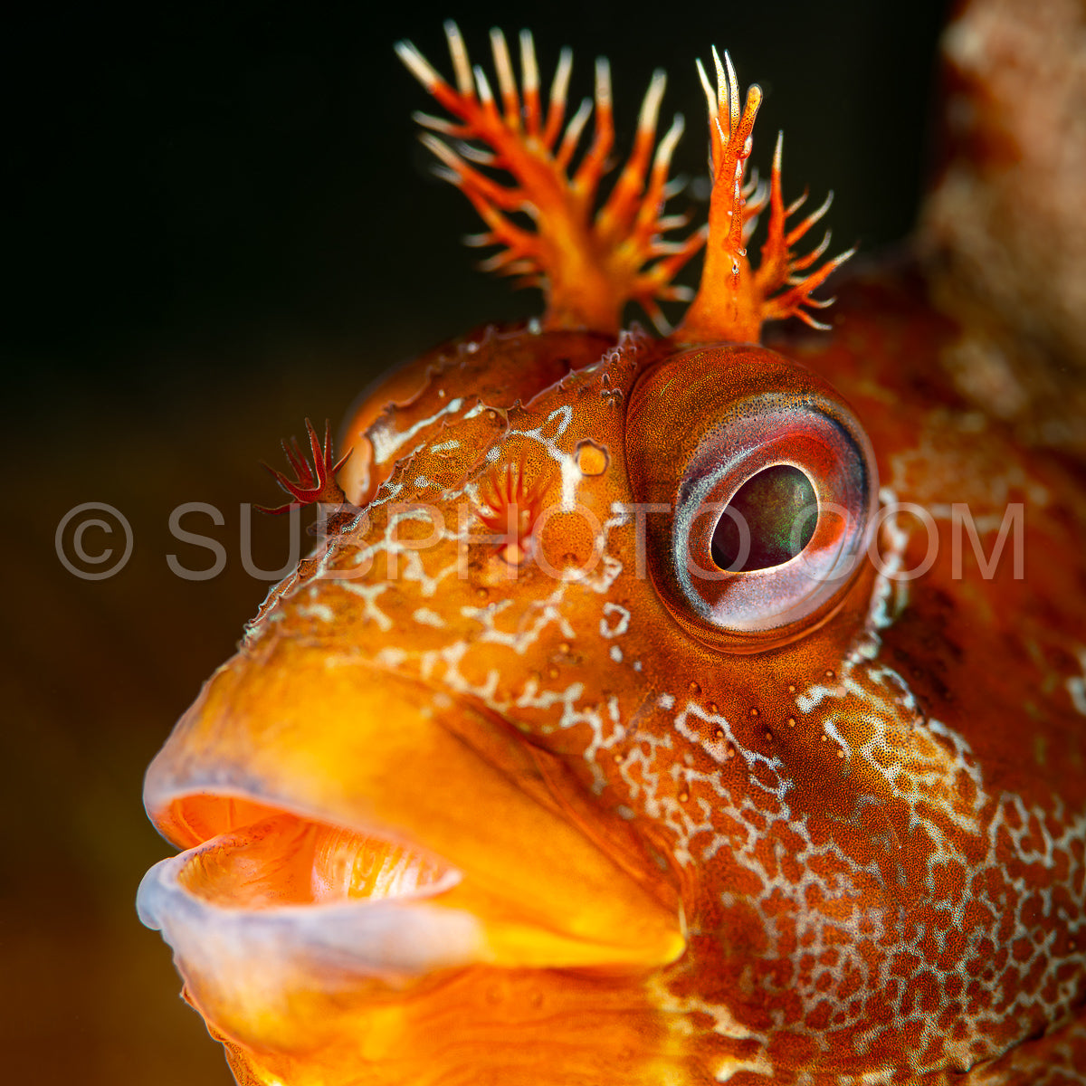 Photo de Blennie tachetée