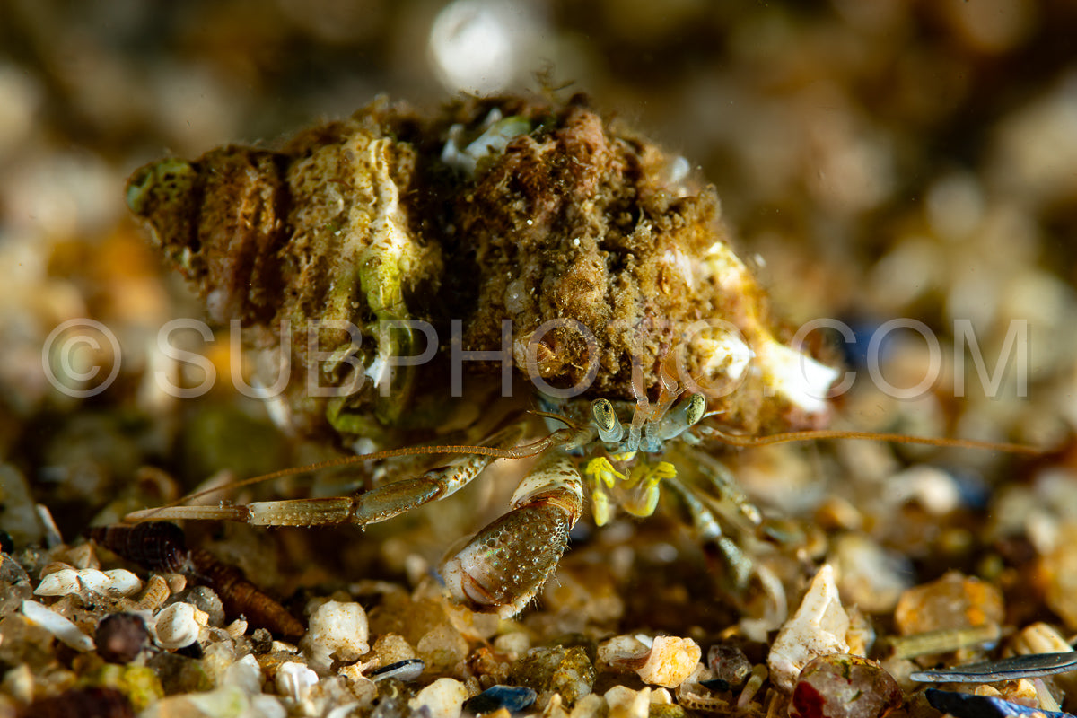 Common hermit-crab