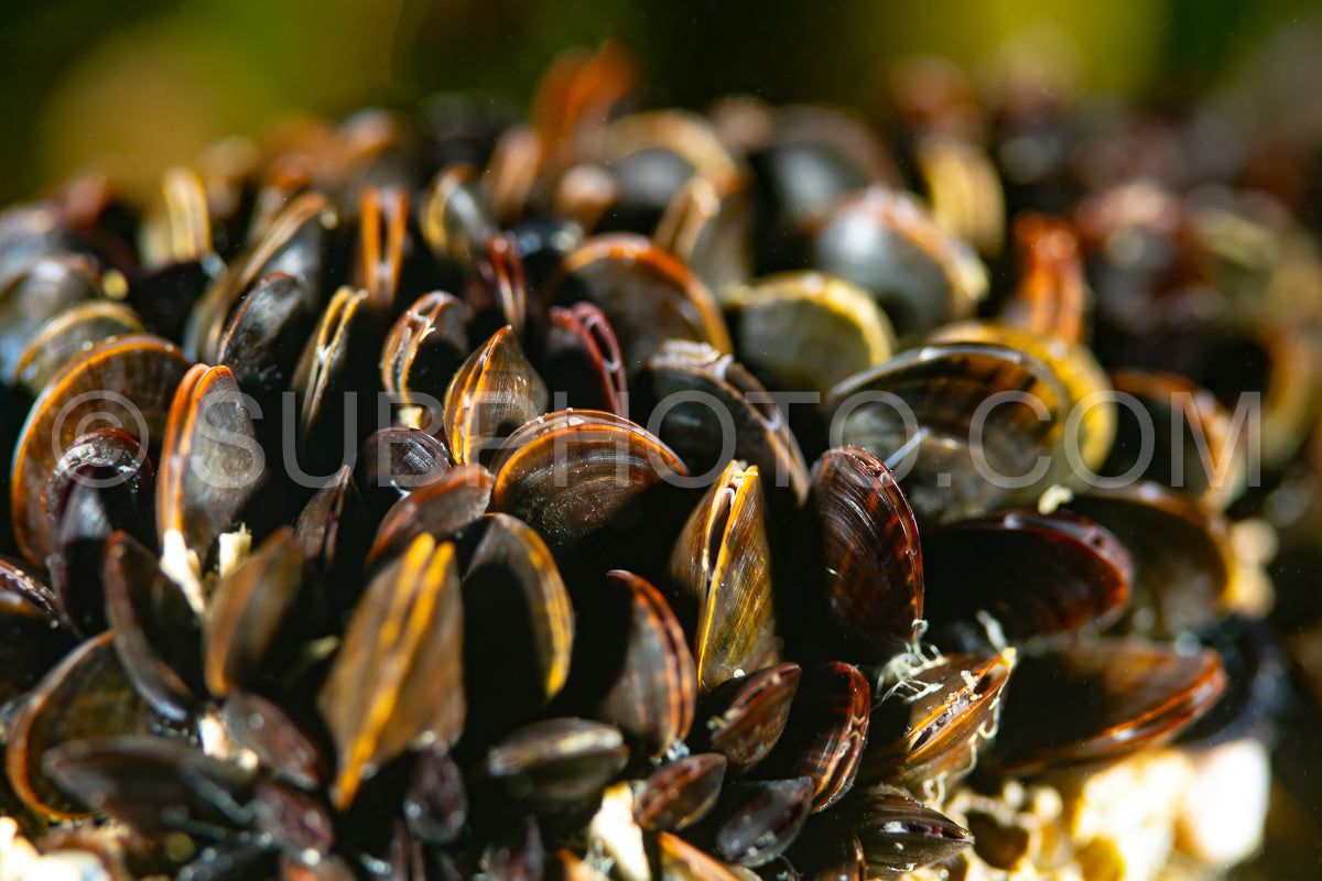 Photo de Moule bleue