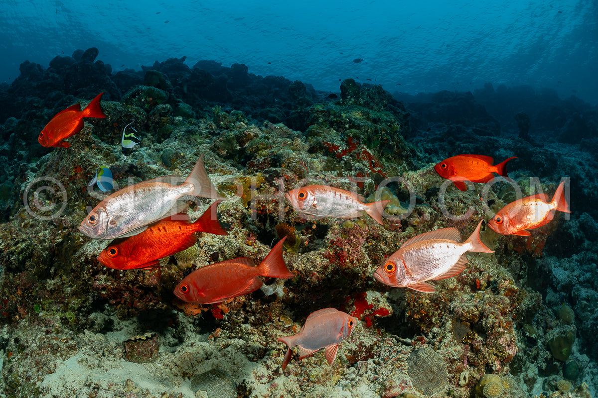 Photo de le thon obèse à queue lunaire ou l'œil de chien ou le thon obèse à queue lunaire