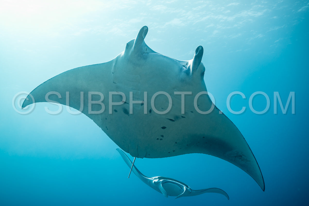 Photo de Raies manta volant autour d'une station de nettoyage aux Maldives