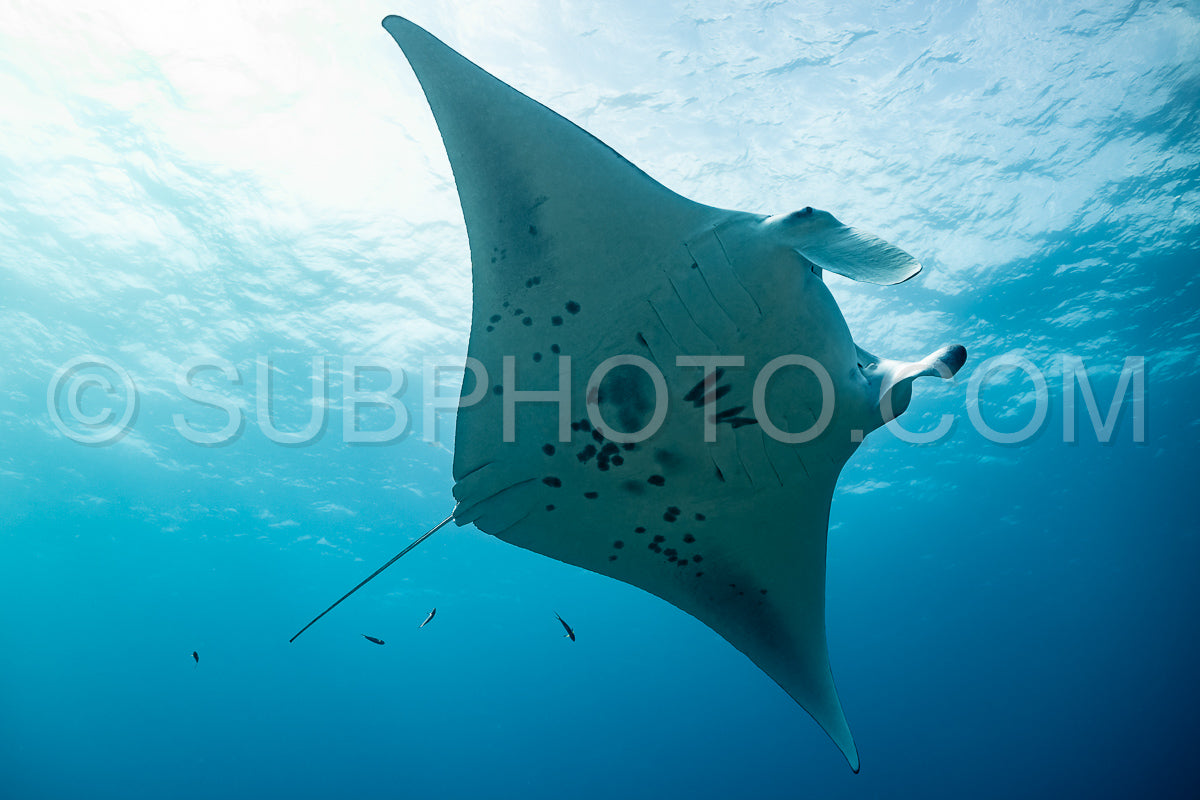 Photo de Raies manta volant autour d'une station de nettoyage aux Maldives