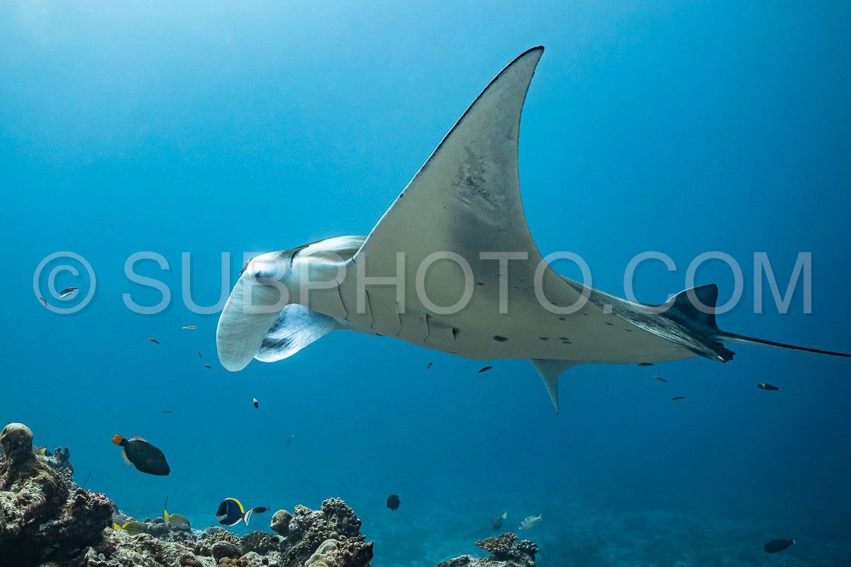 Manta ray rays flying around a cleaning station in the Maldives