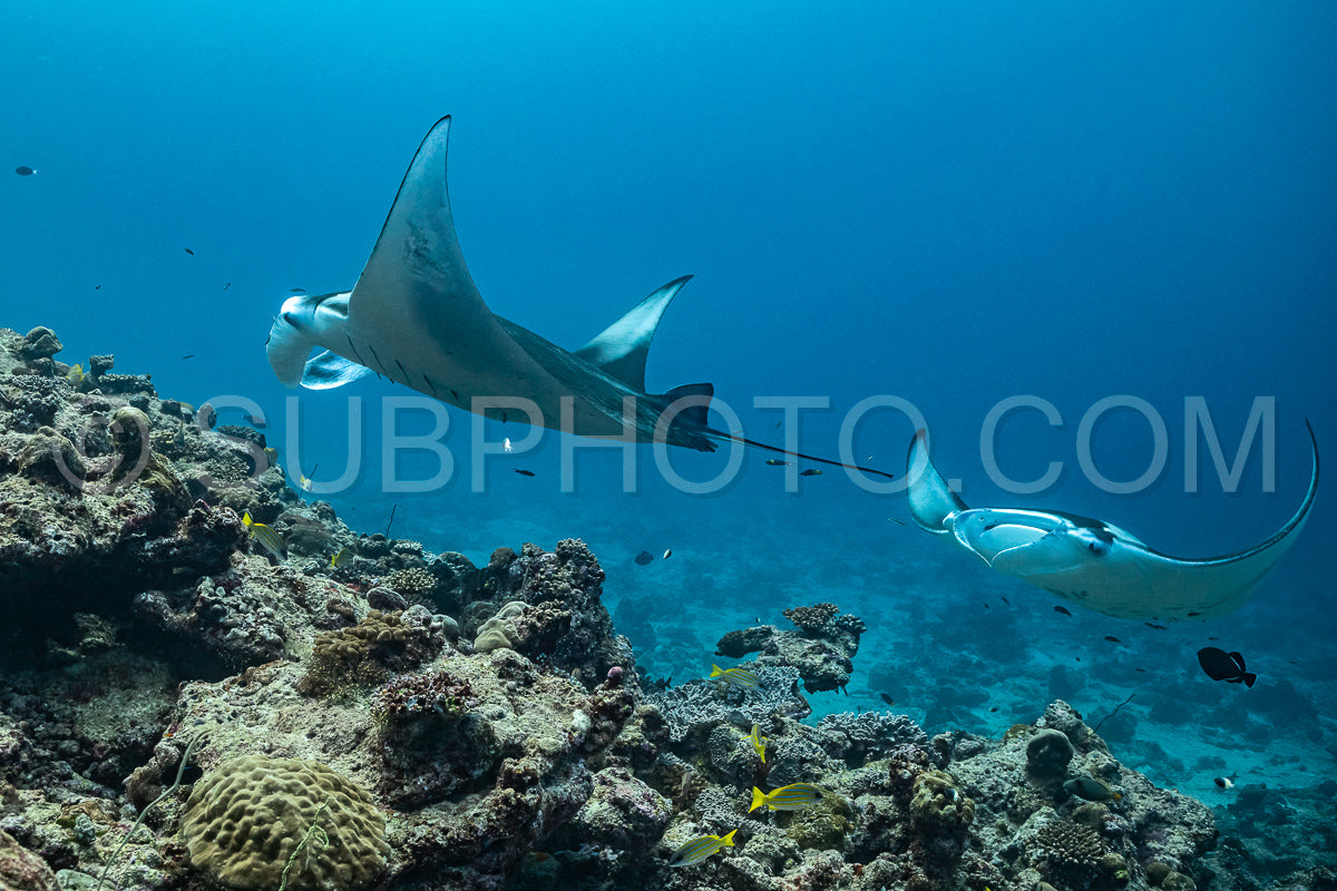 Manta ray rays flying around a cleaning station in the Maldives