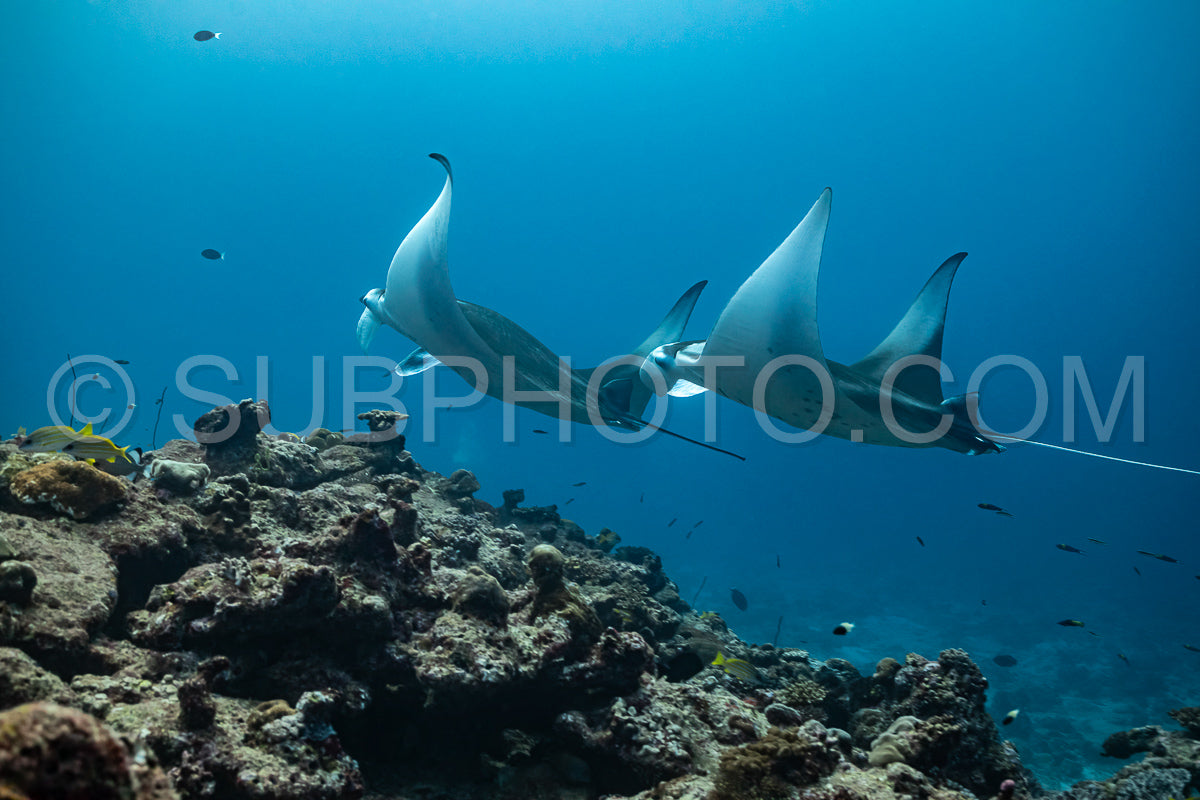 Photo de Raies manta volant autour d'une station de nettoyage aux Maldives