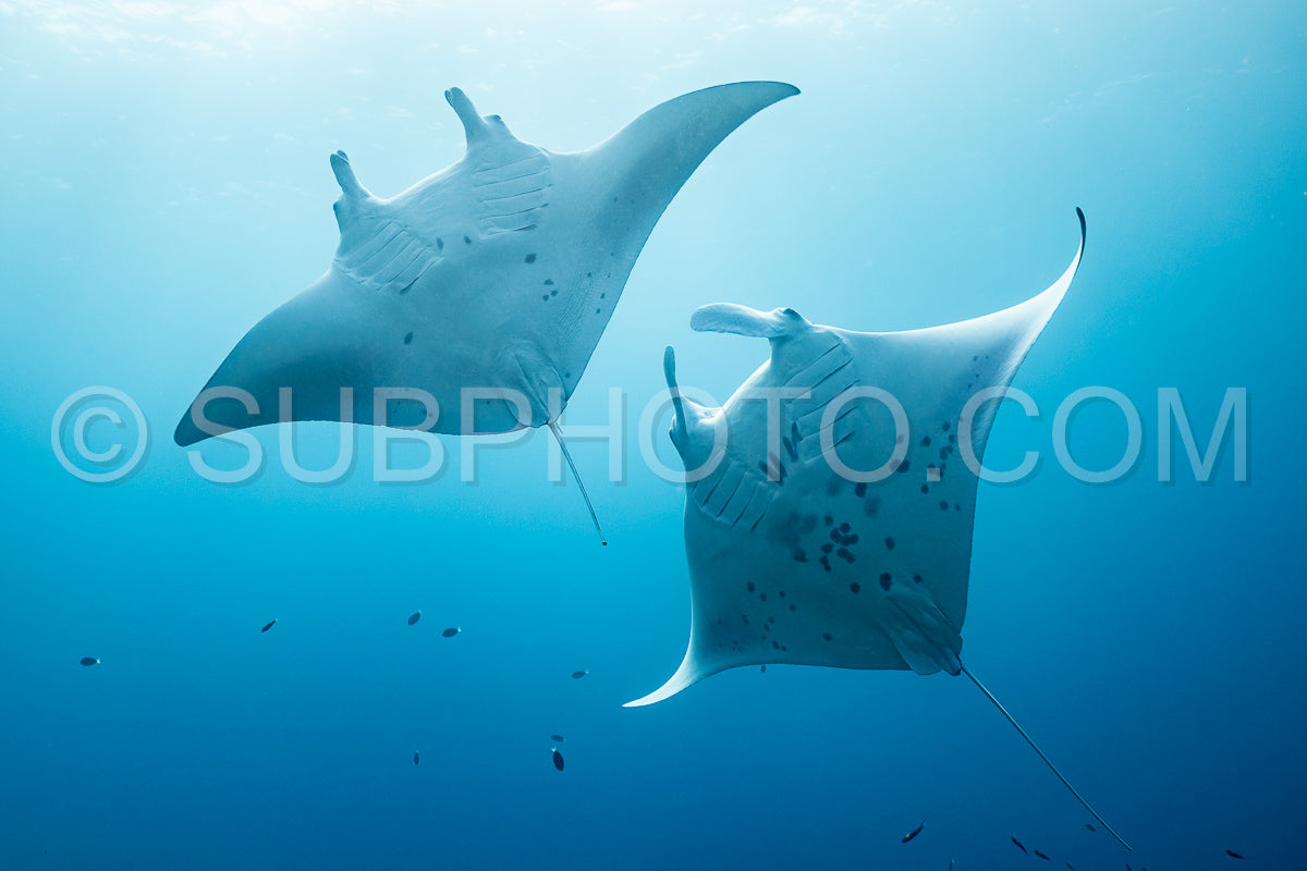 Photo de Raies manta volant autour d'une station de nettoyage aux Maldives
