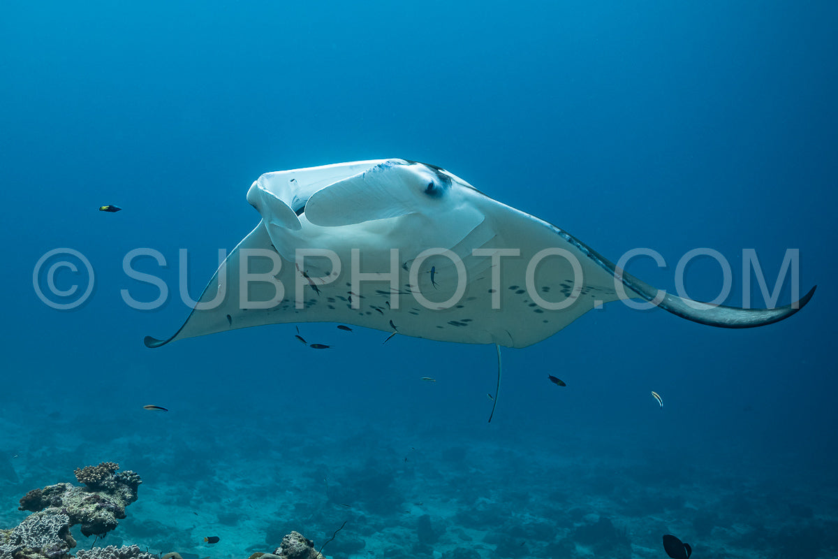 Manta ray rays flying around a cleaning station in the Maldives
