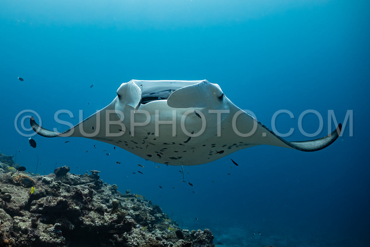 Manta ray rays flying around a cleaning station in the Maldives