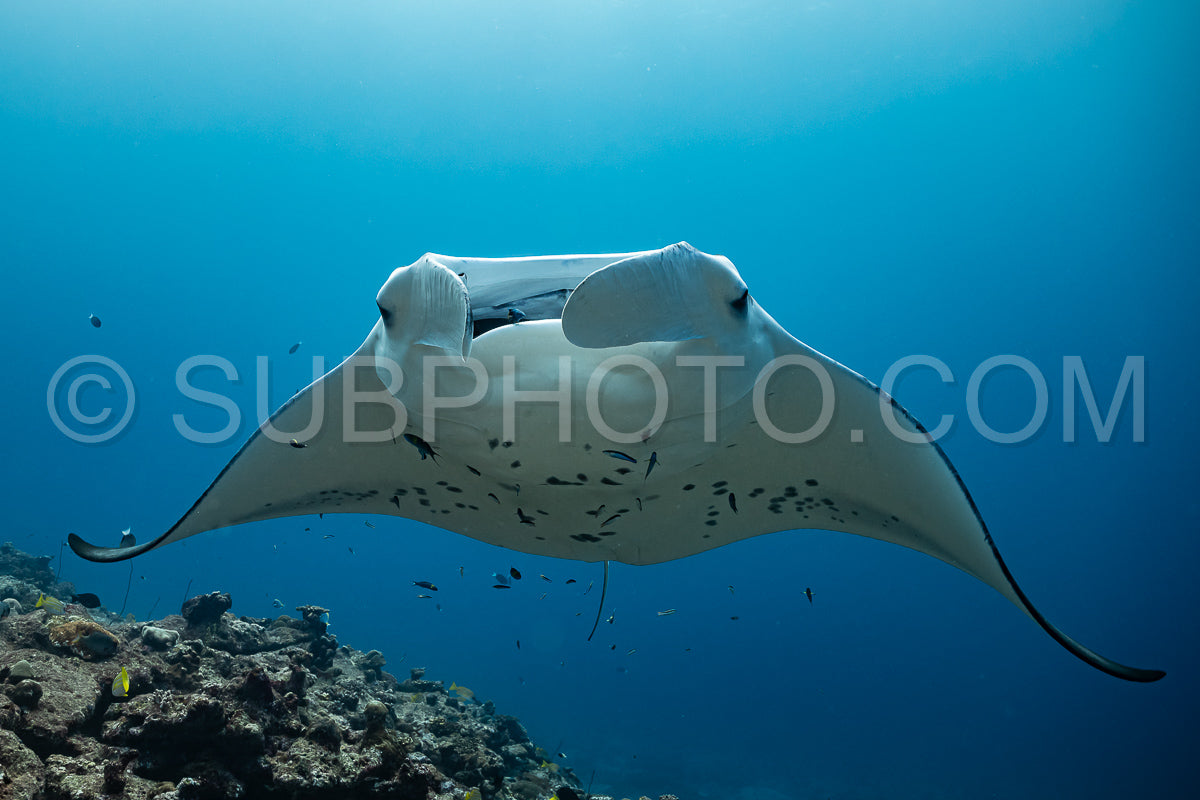 Photo de Raies manta volant autour d'une station de nettoyage aux Maldives