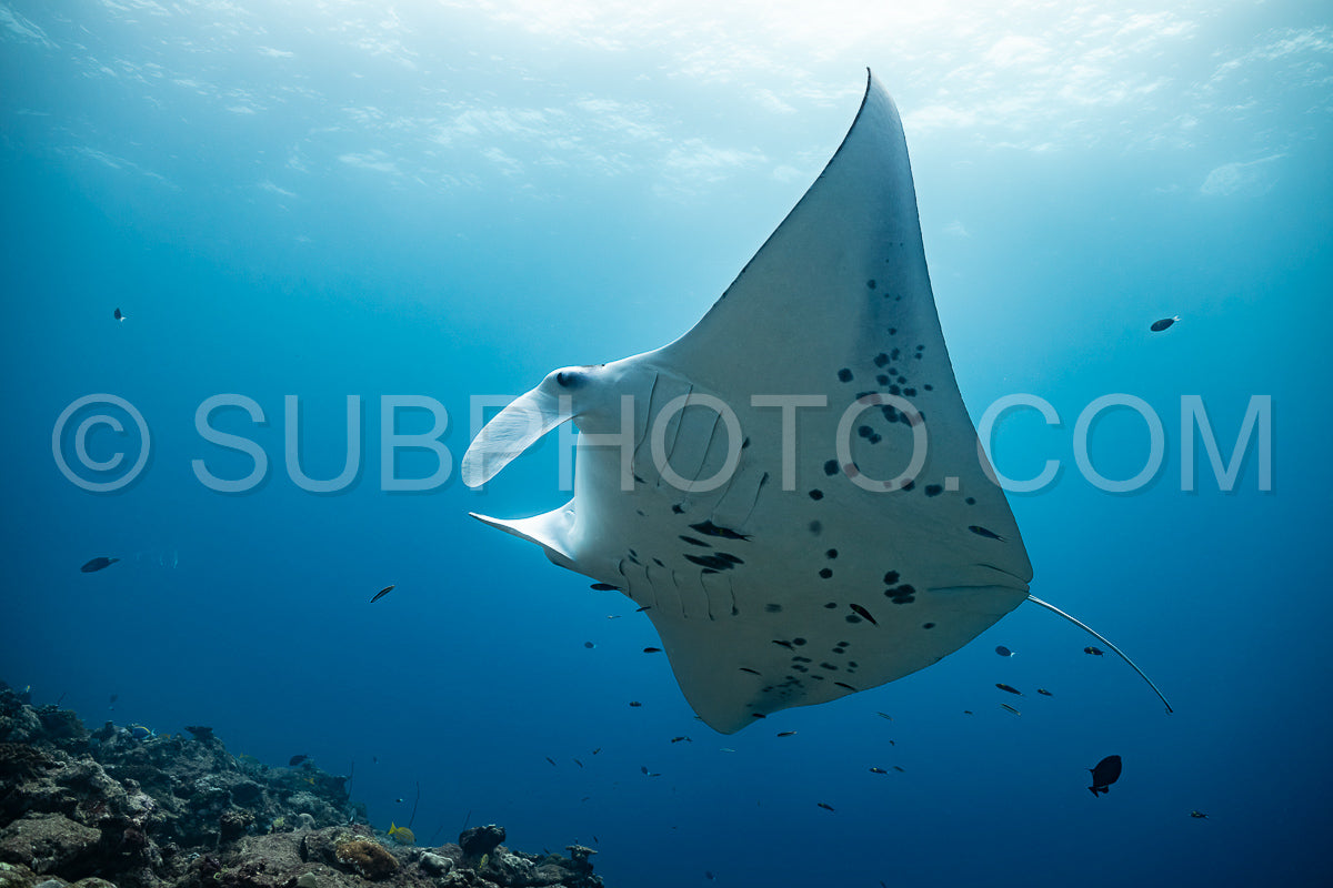 Manta ray rays flying around a cleaning station in the Maldives