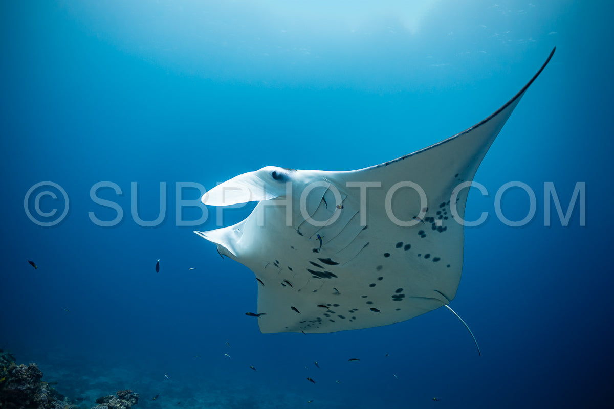 Manta ray rays flying around a cleaning station in the Maldives