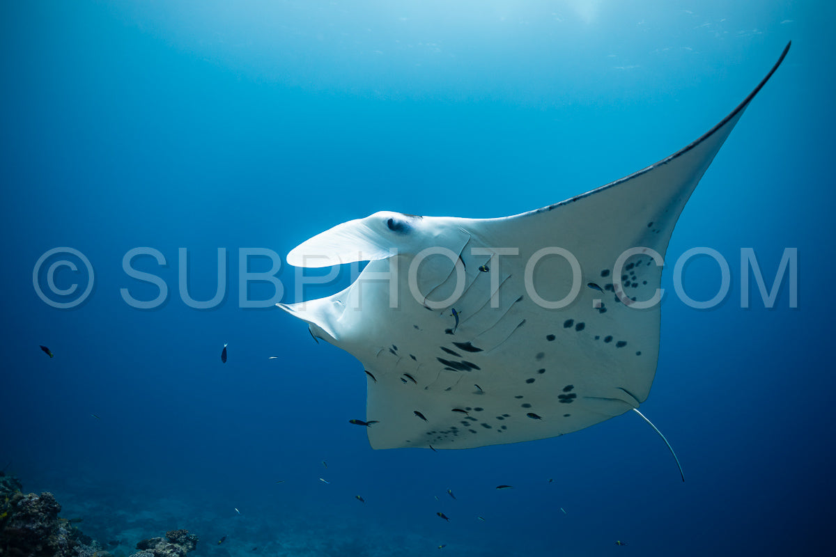 Photo de Raies manta volant autour d'une station de nettoyage aux Maldives