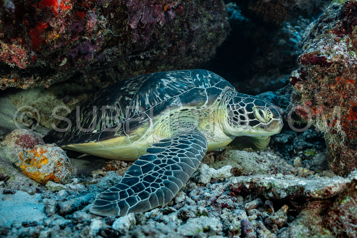 Photo de Tortue verte