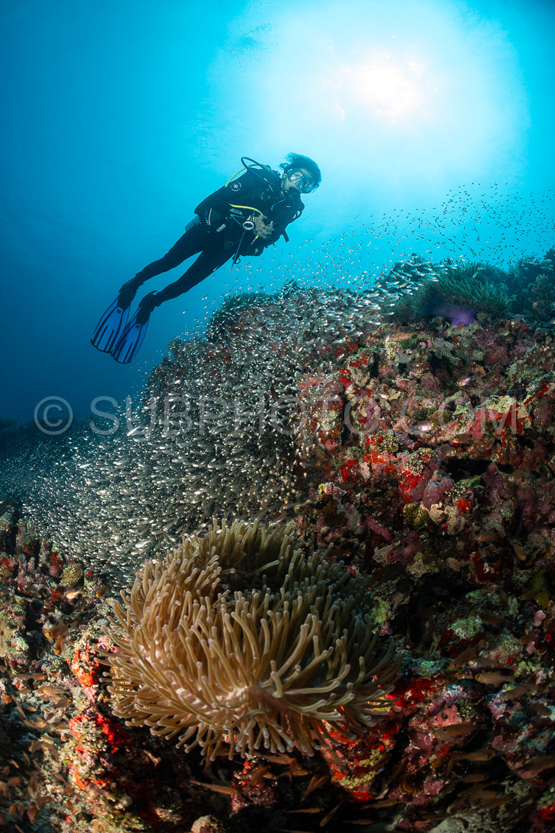 Photo de Banc de poissons-verres avec un plongeur aux Maldives