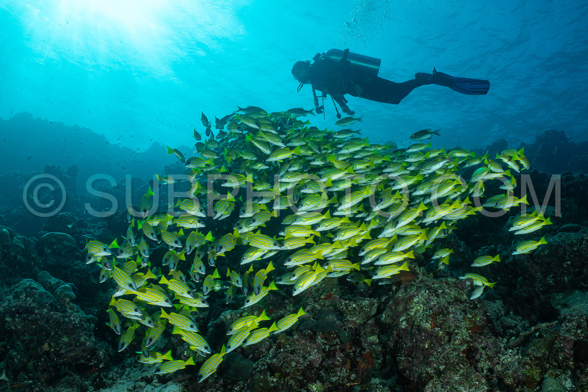 School of common bluestripe snapper with a diver