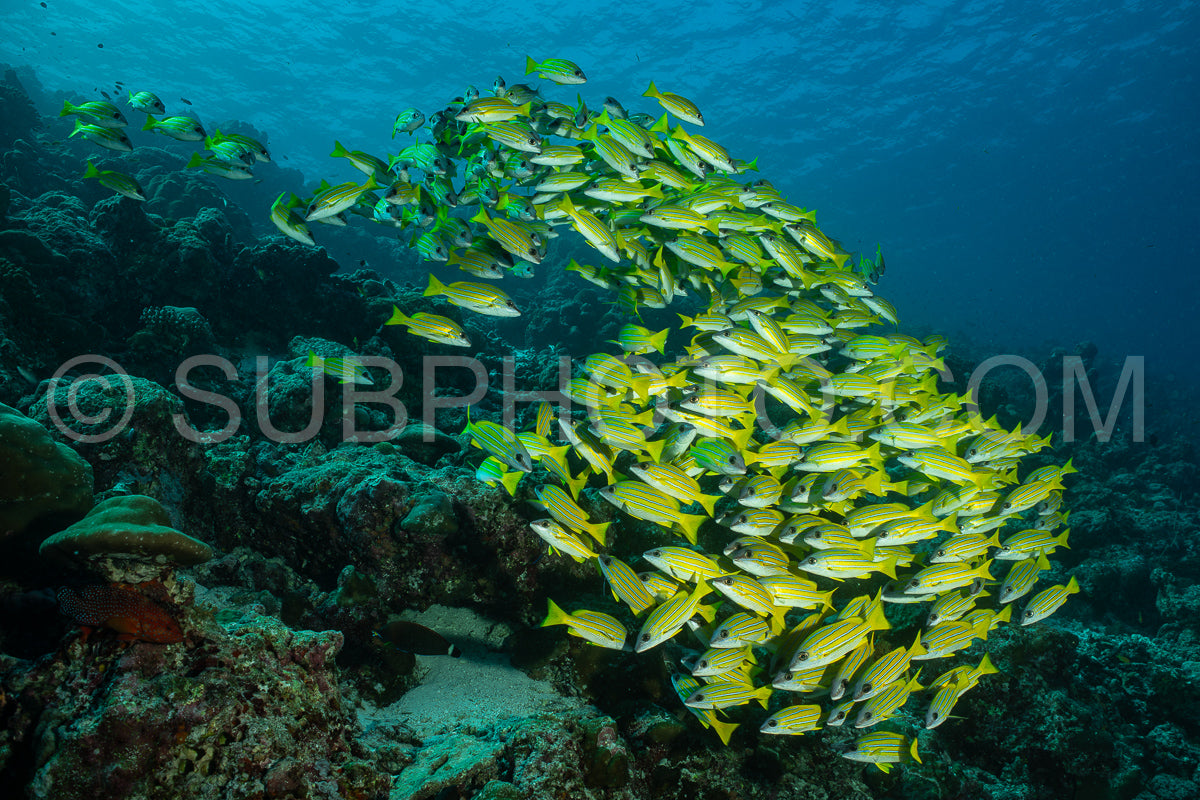 School of common bluestripe snapper with a diver