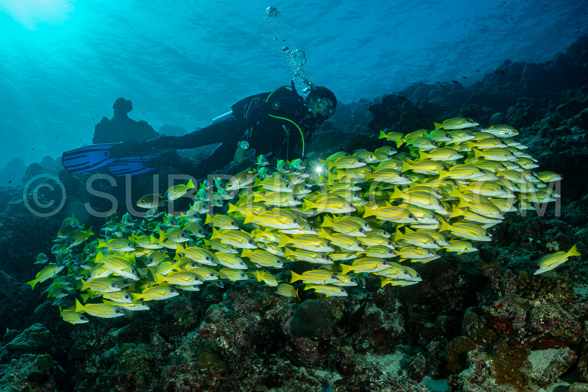 School of common bluestripe snapper with a diver