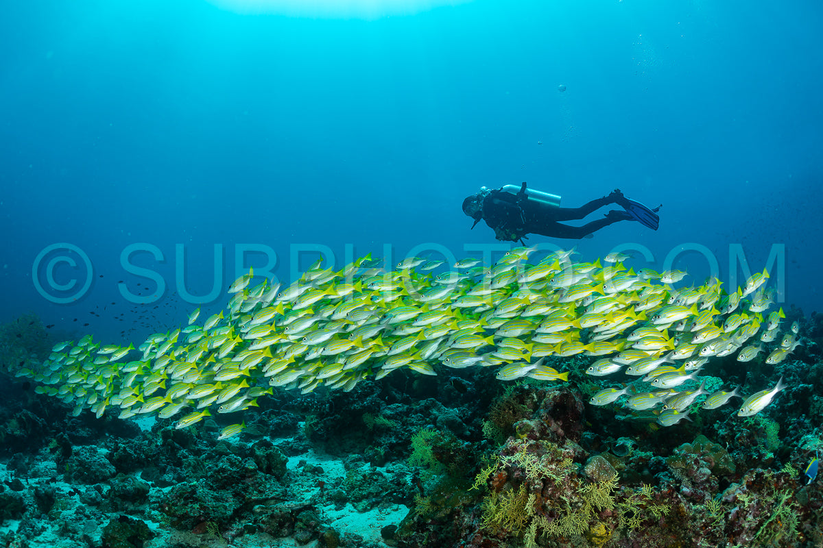 Photo de Banc de vivaneaux avec un plongeur