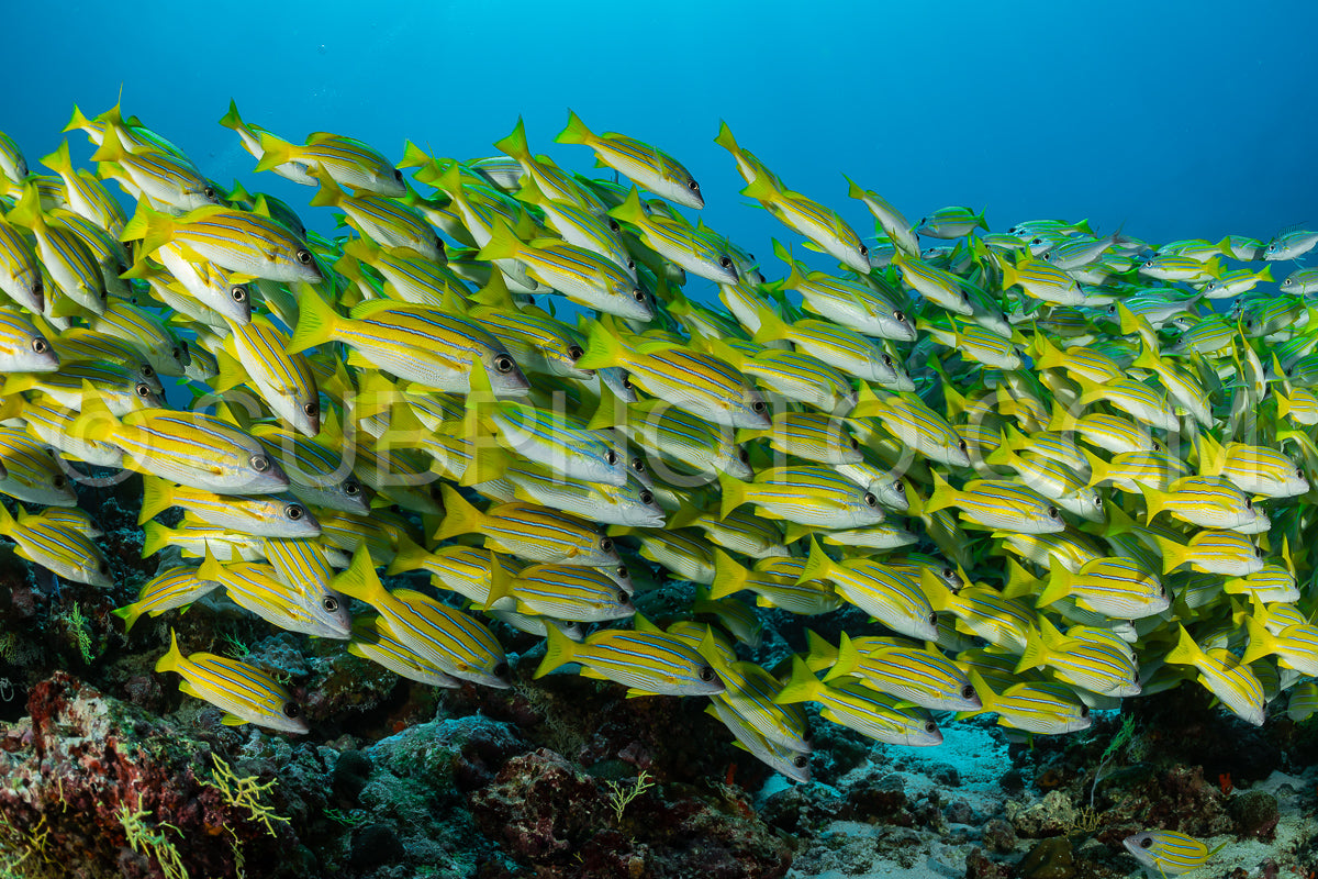 School of common bluestripe snapper with a diver