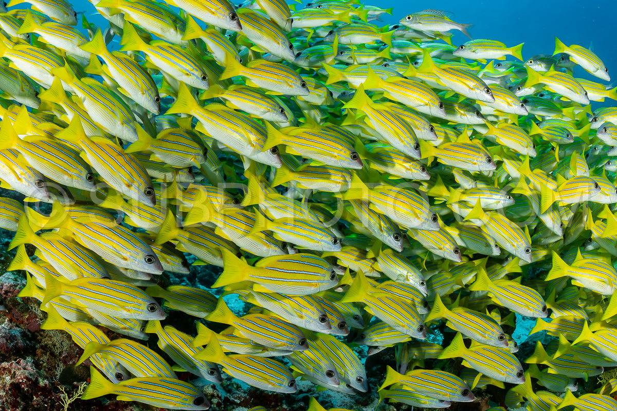 School of common bluestripe snapper with a diver
