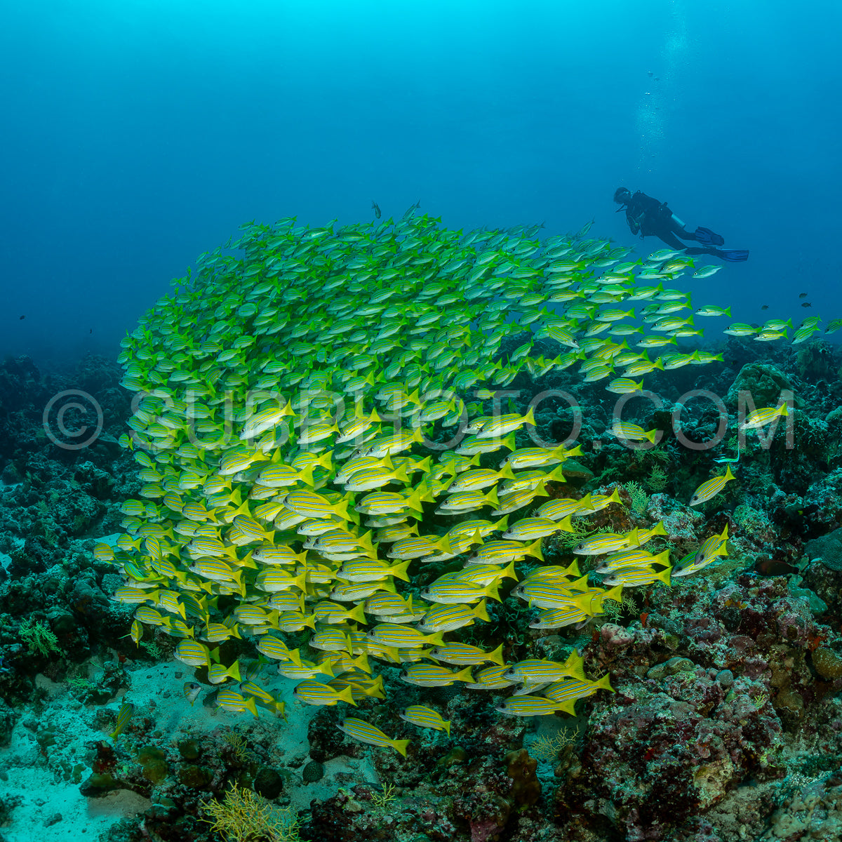 School of common bluestripe snapper with a diver