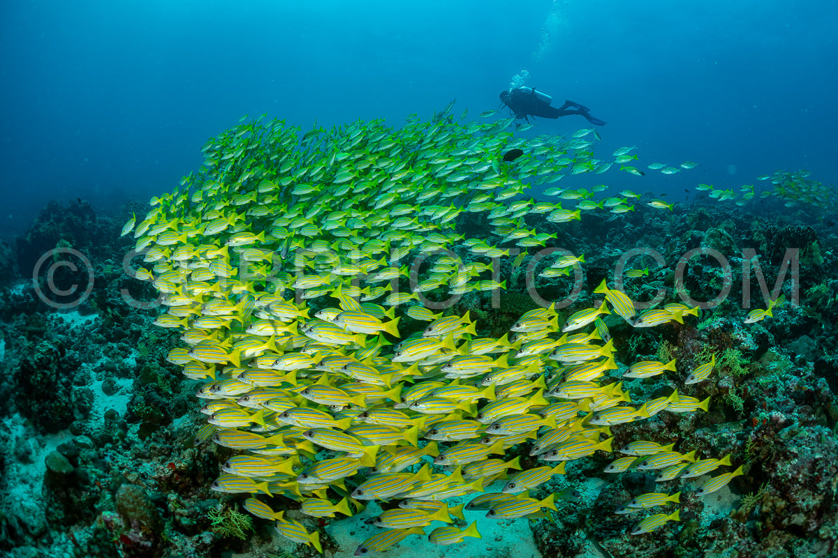 School of common bluestripe snapper with a diver