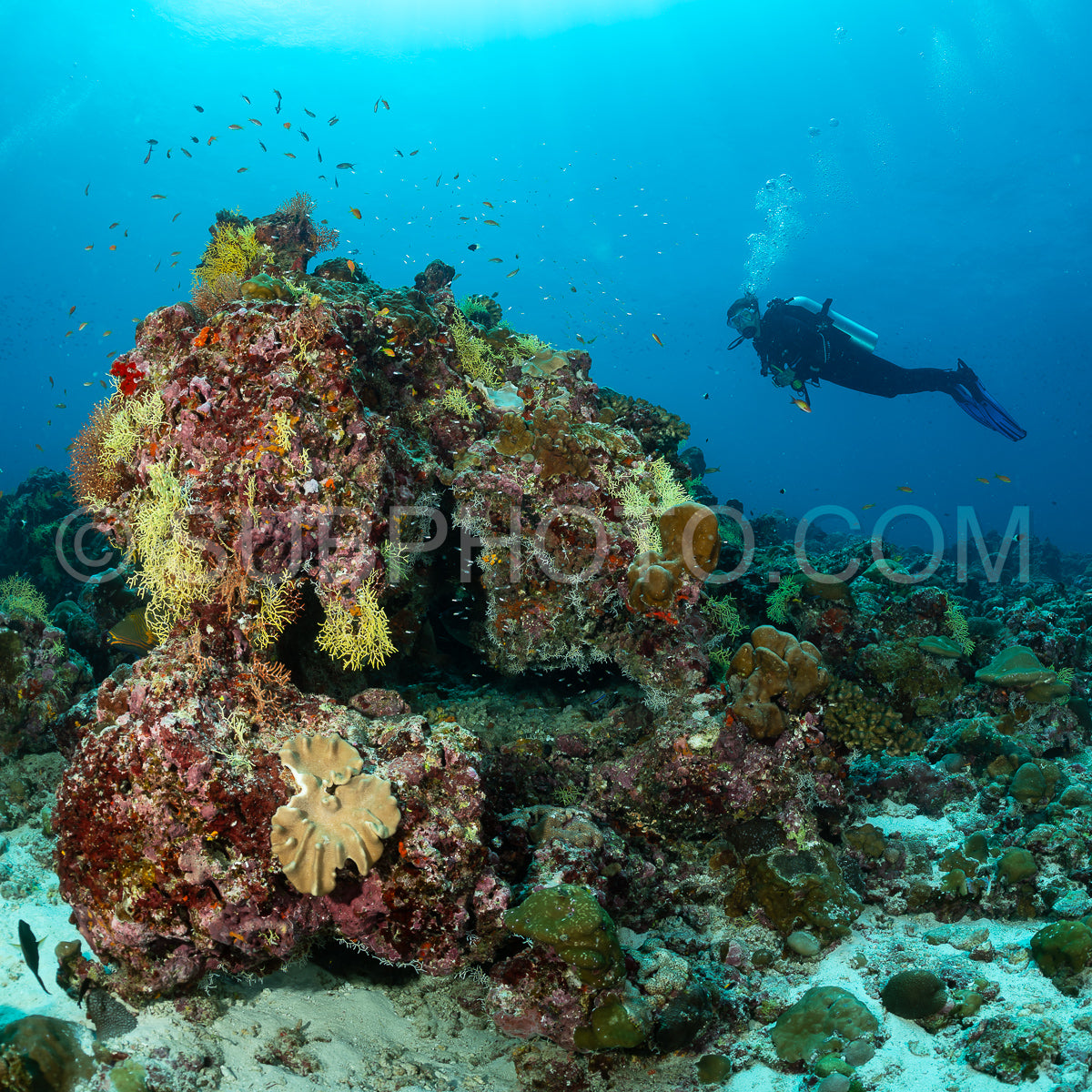 Diver discovering the beauty of the Maldivian coral reefs
