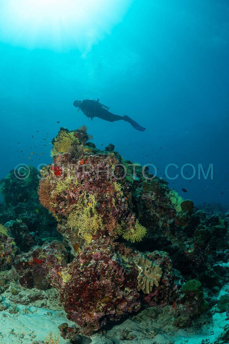 Diver discovering the beauty of the Maldivian coral reefs