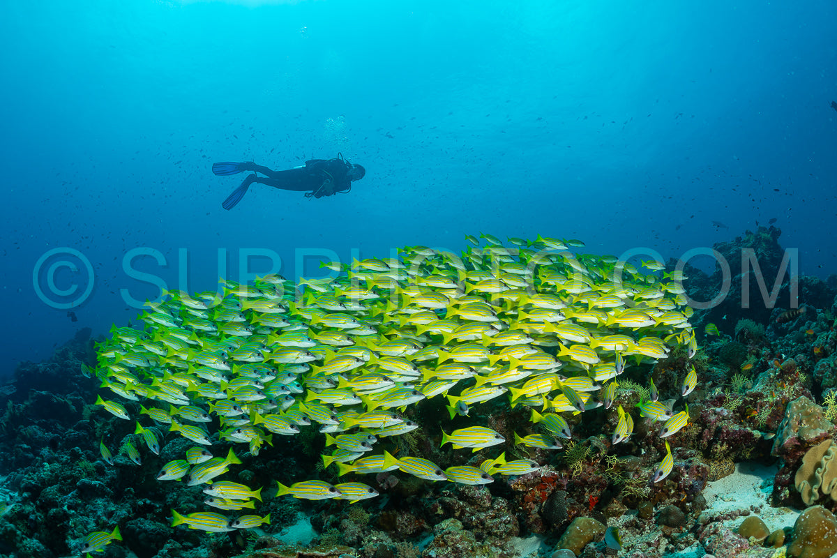 School of common bluestripe snapper with a diver