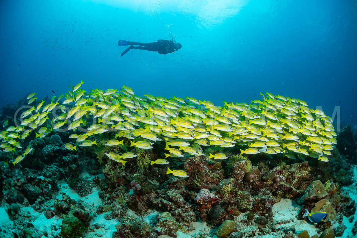 School of common bluestripe snapper with a diver