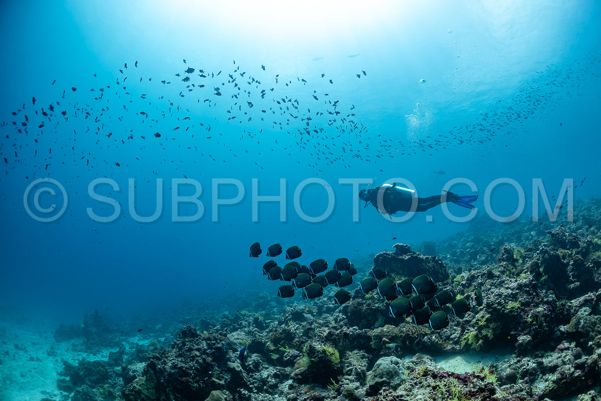 Photo de Banc de poissons-papillons à queue rouge avec un plongeur