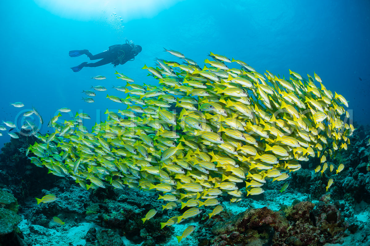 Photo de Banc de vivaneaux avec un plongeur