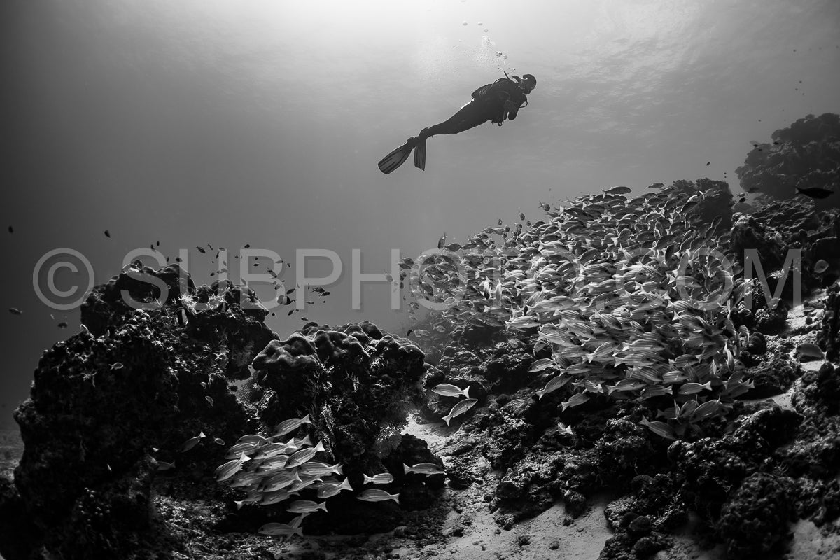 Photo de Banc de vivaneaux avec un plongeur