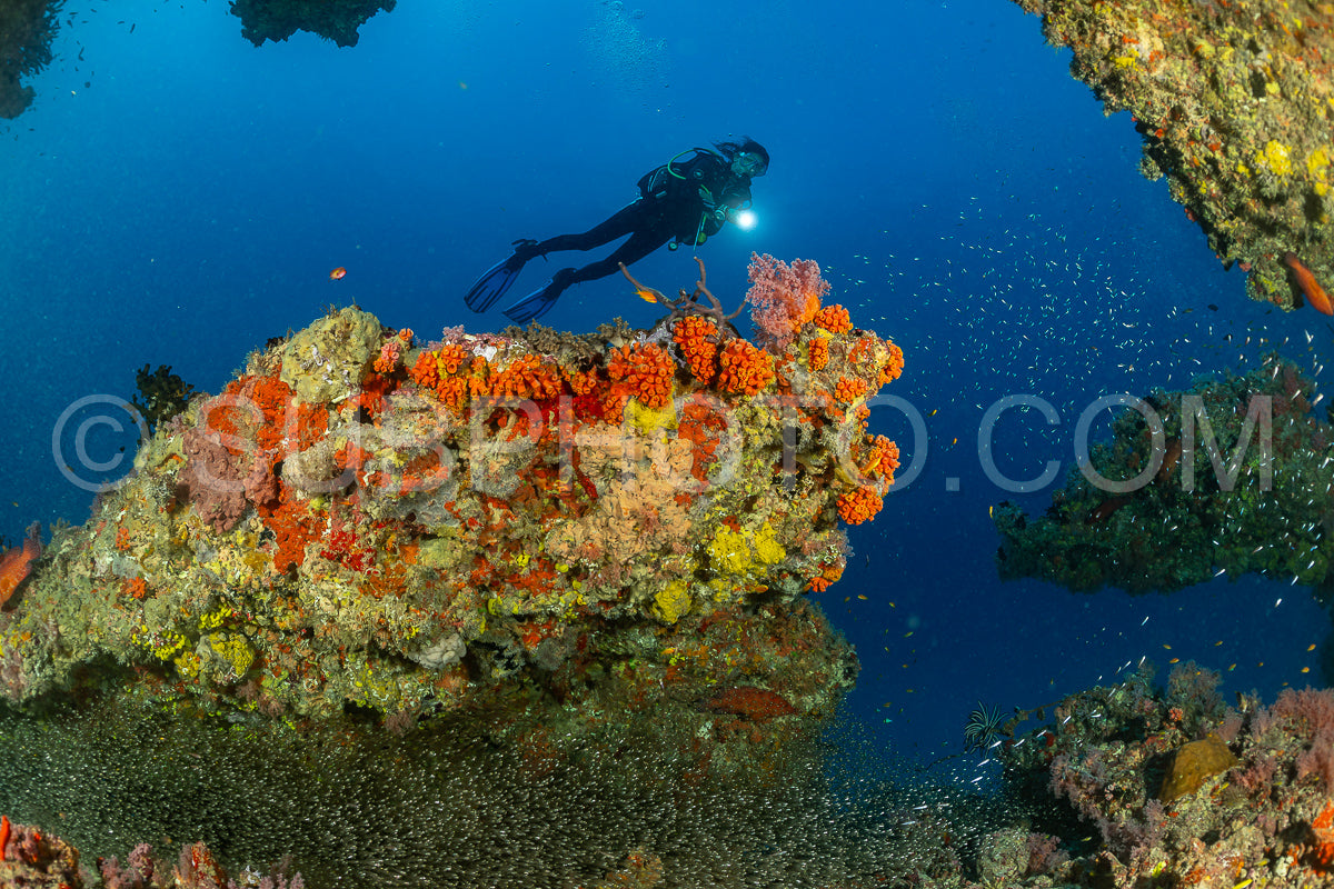 Diver discovering the beauty of the Maldivian coral reefs