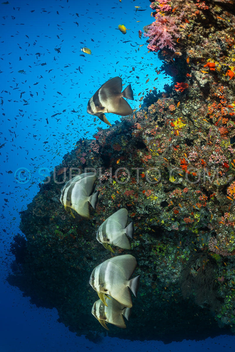 Photo de Poisson platax aux Maldives