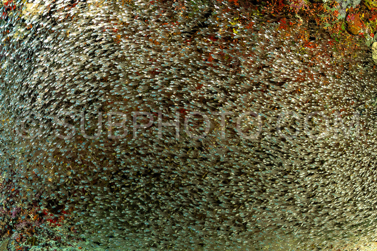 Photo de Banc de poissons-verres aux Maldives