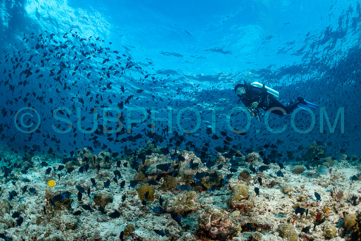Diver discovering the beauty of the Maldivian coral reefs with abundant life
