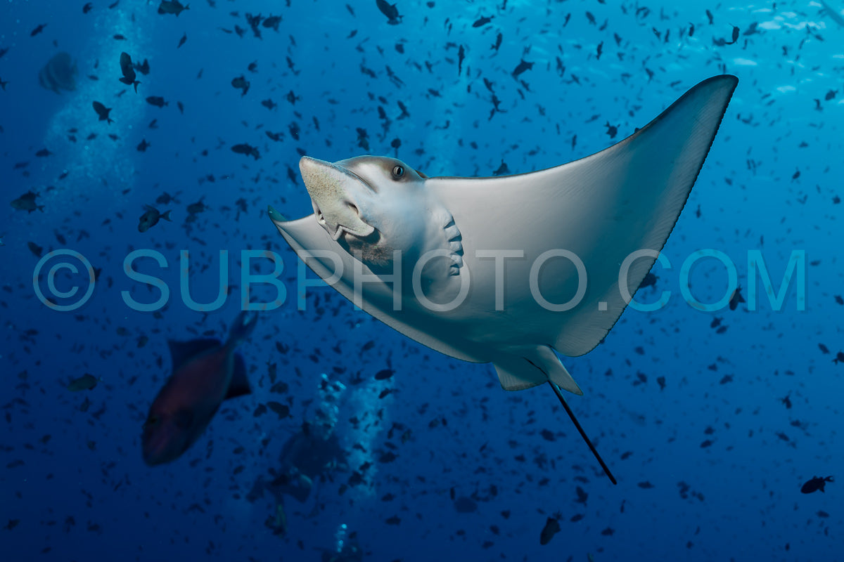 Spotted eagle ray