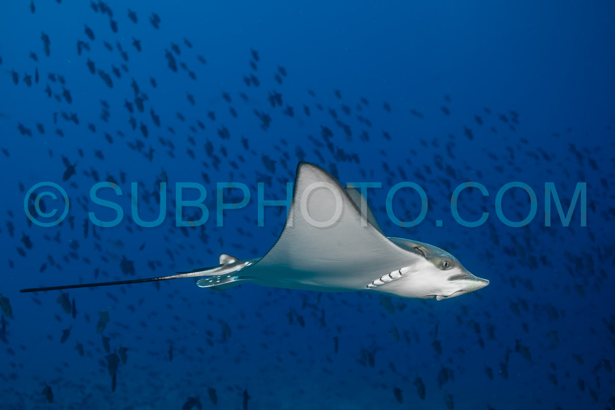 Spotted eagle ray