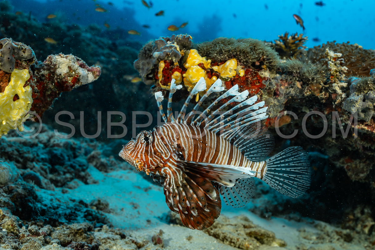 Photo de Poisson-lion rouge