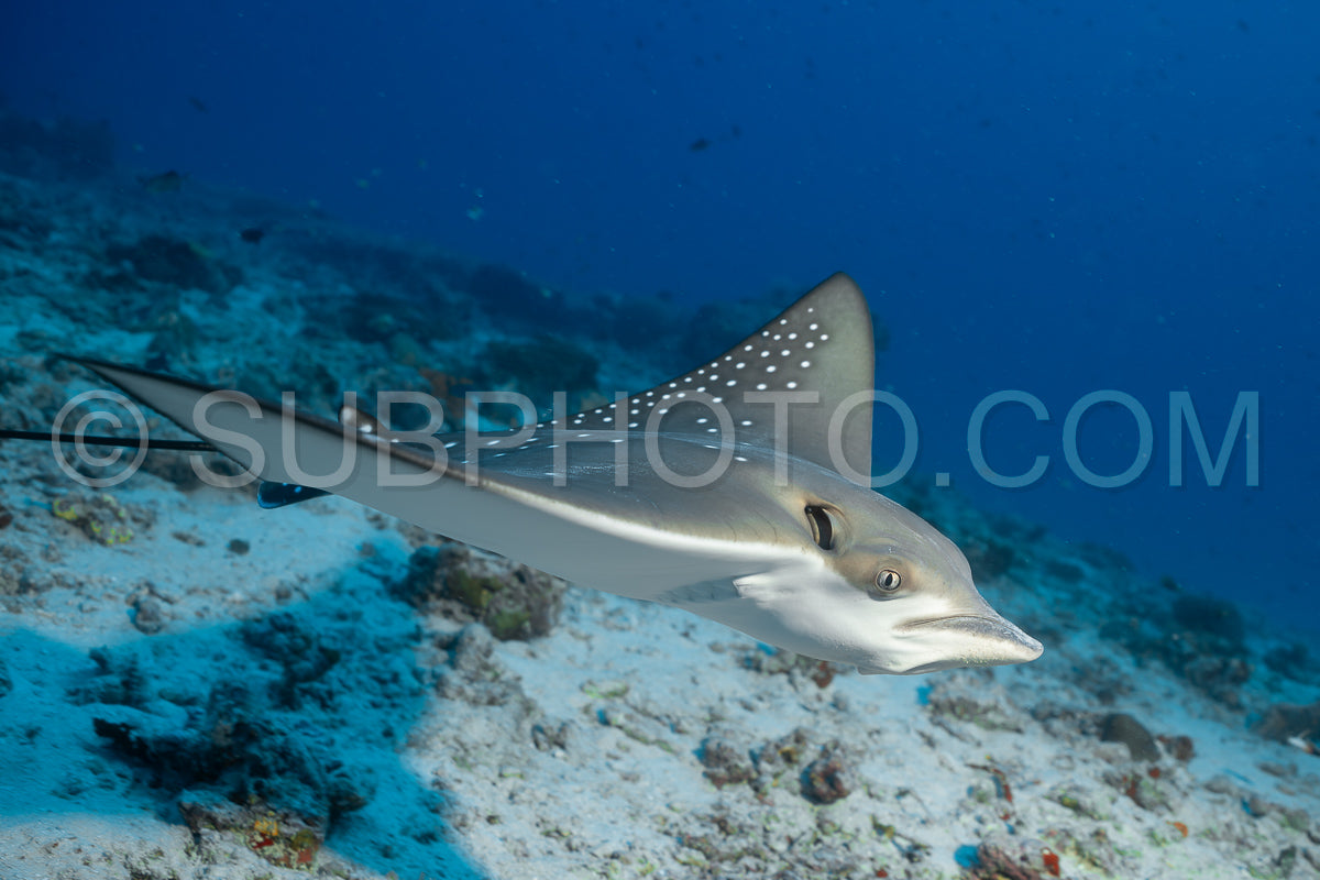 Photo de Raie aigle tachetée