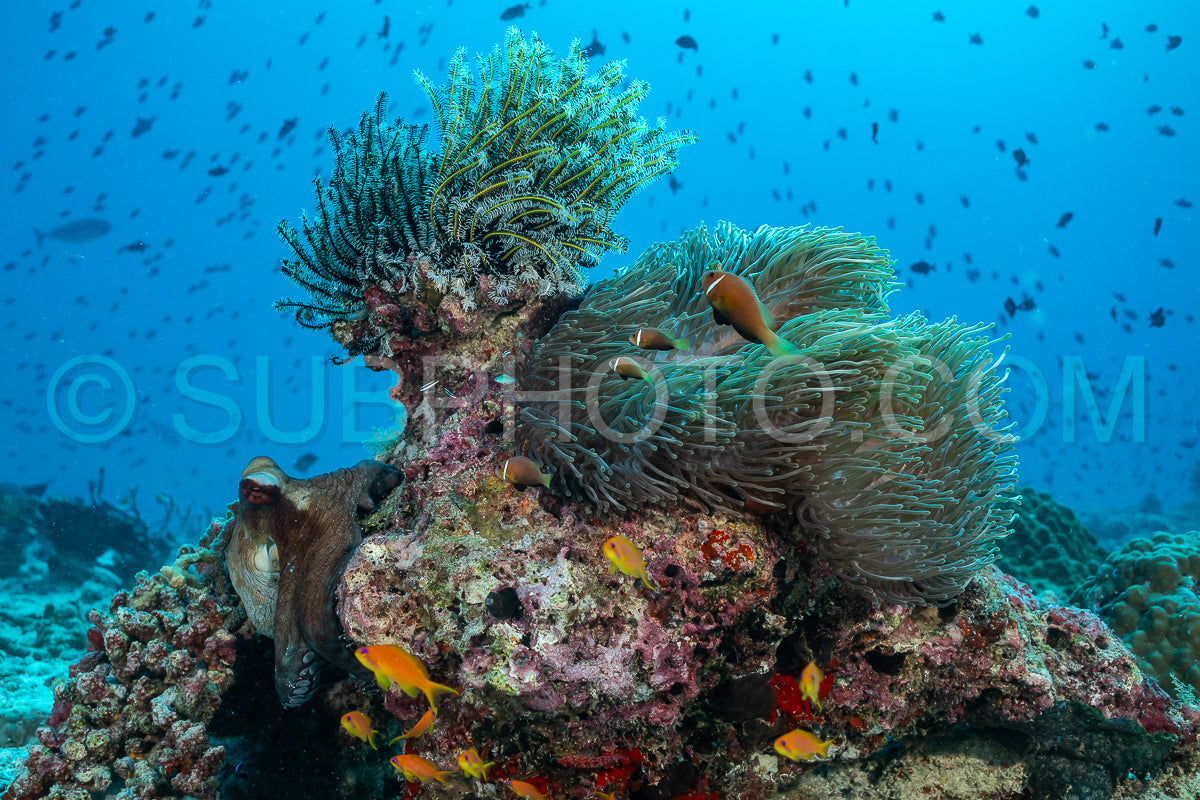 Photo de Poisson-clown avec une grande pieuvre bleue