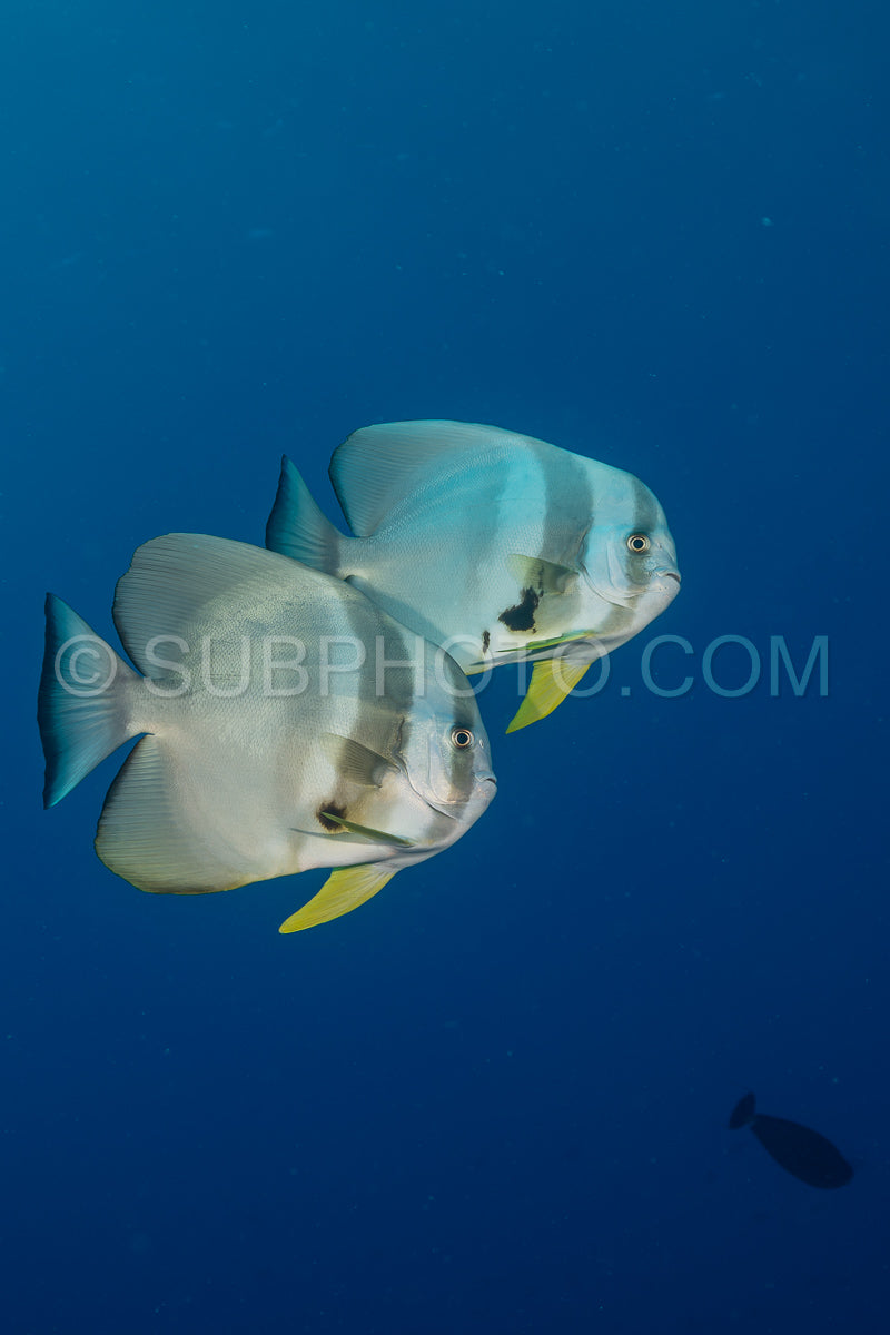 Photo de Poisson platax aux Maldives