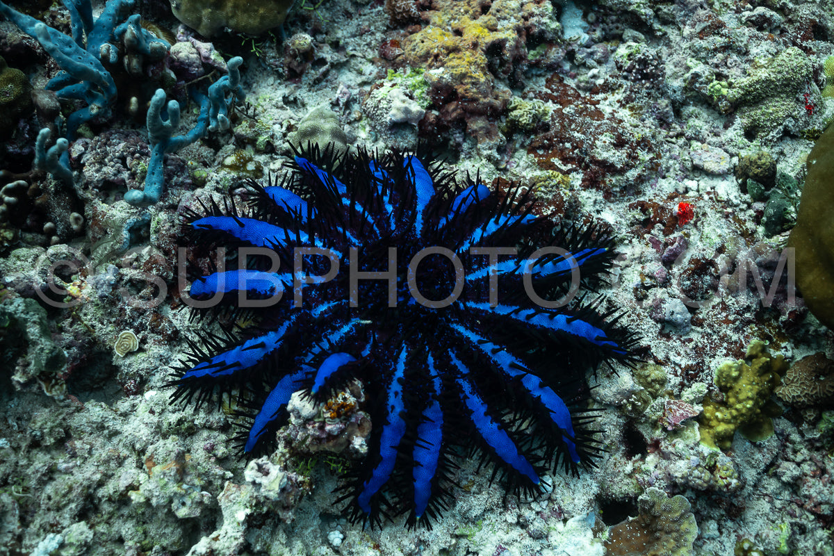 Crown-of-thorns starfish