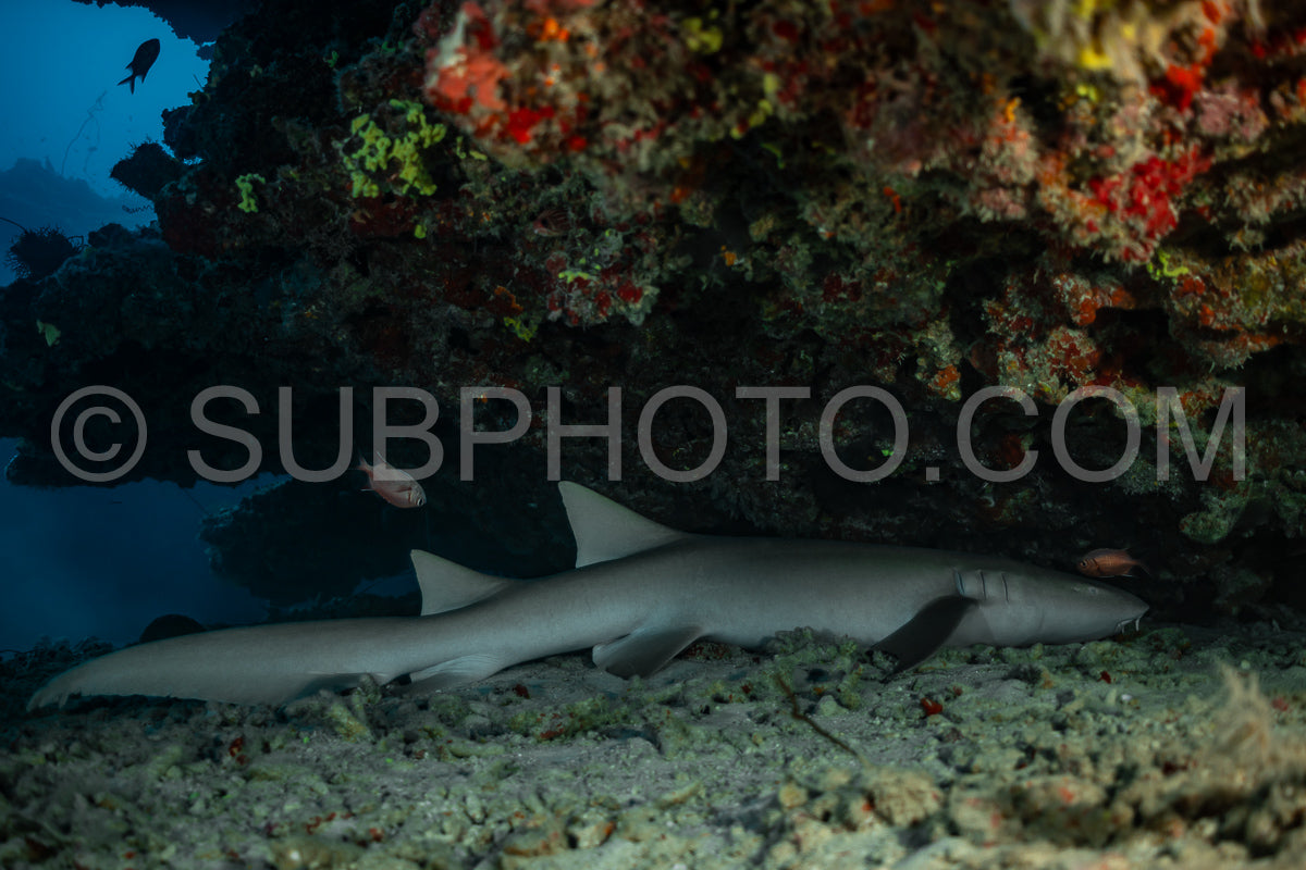 Nurse shark resting on a coral reef
