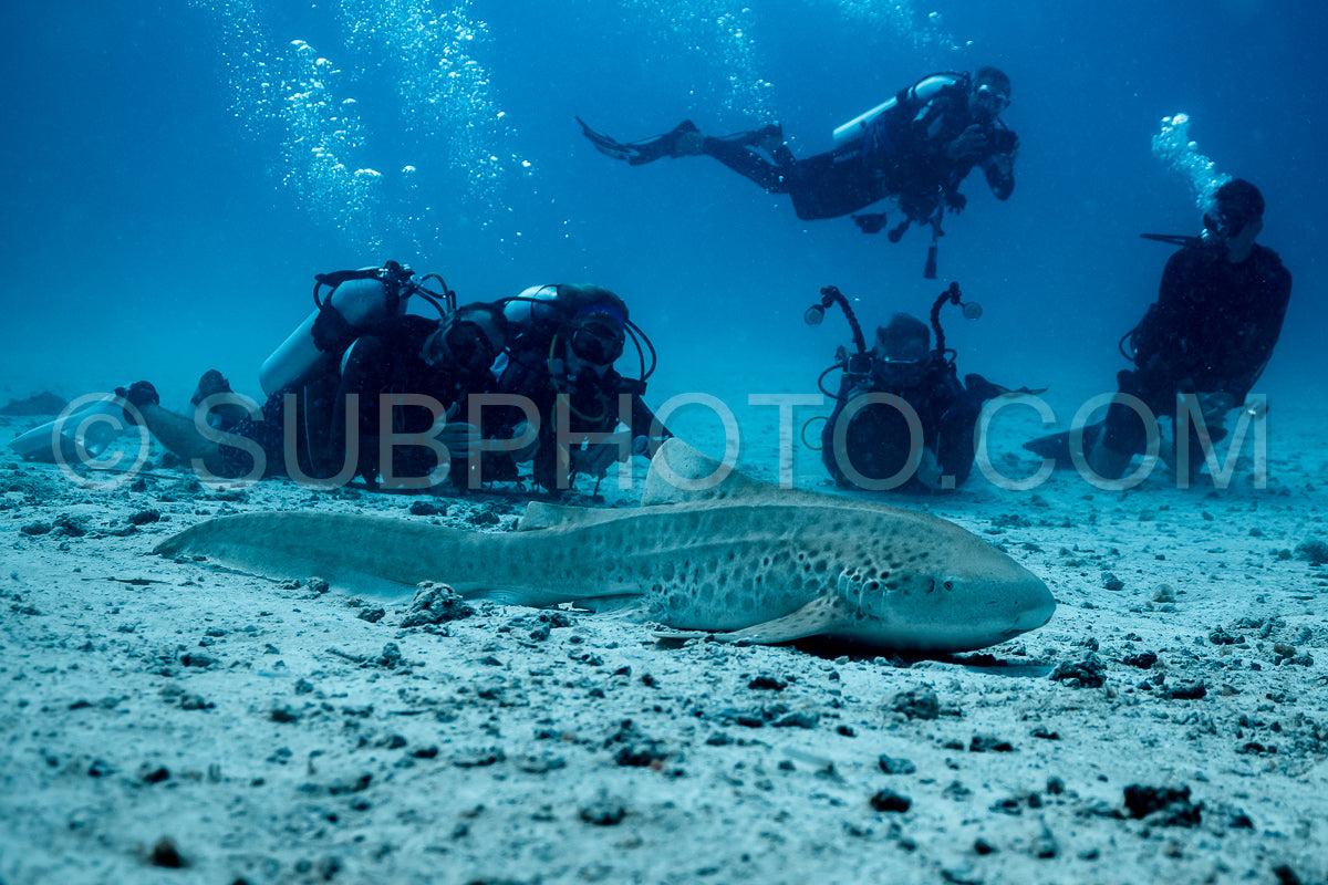 Photo de Requin zèbre aux Maldives