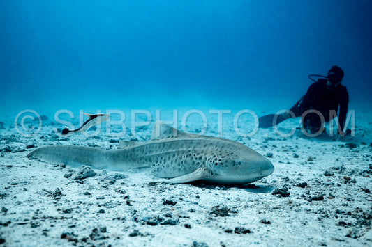 Photo de Requin zèbre aux Maldives