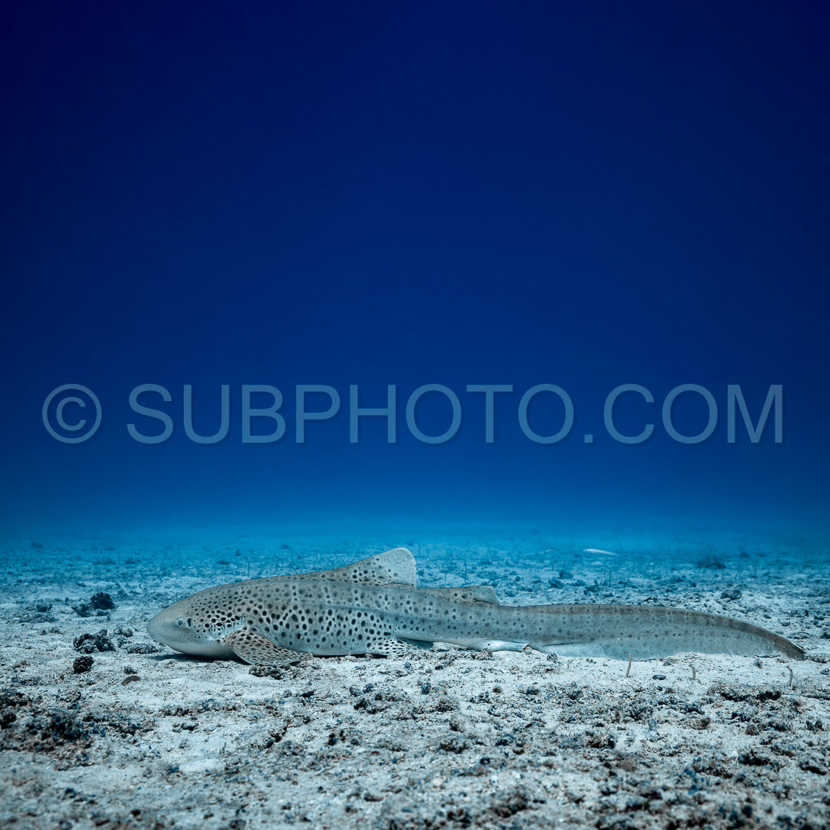 Zebra shark in the Maldives
