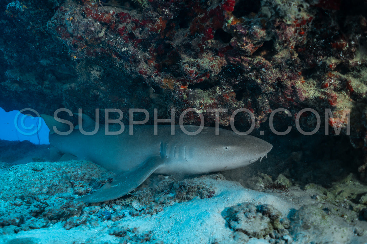 Nurse shark resting on a coral reef